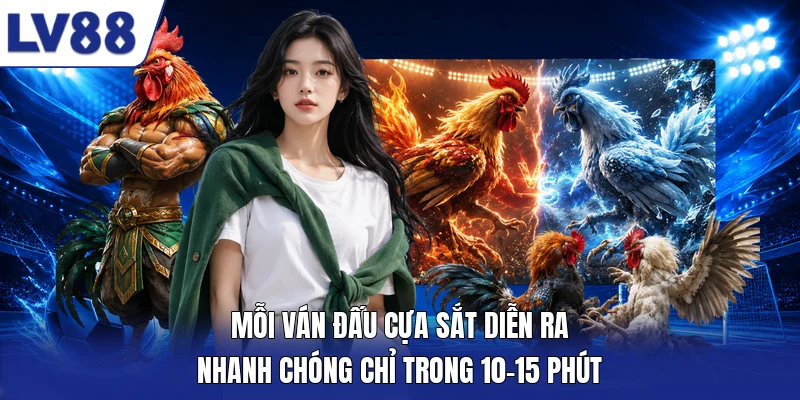 Mỗi ván đấu cựa sắt diễn ra nhanh chóng chỉ trong 10-15 phút